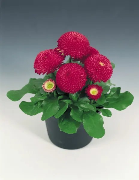 Bellis Seeds Bellis Tasso Deep Rose 25 Seeds English Daisy Garden