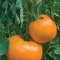 Tomato Seeds Jubilee Golden Orange 50 Seeds Heirloom Tomato Garden