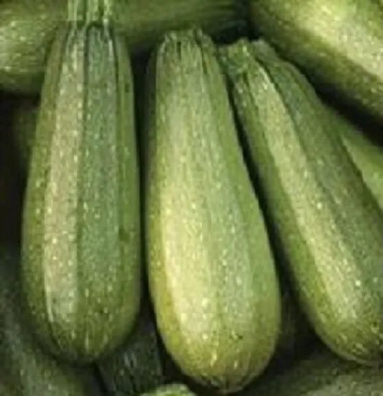 Zucchini Seeds Zucchini 100 Grey Summer Squash Seeds Garden