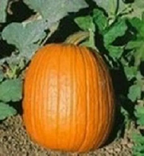 Pumpkin Seeds Howden Pumpkin 50 Seeds Garden