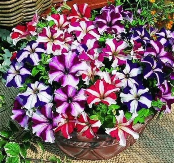 50 Pelleted Petunia Seeds Tango Mix Petunia Seeds Flower Seeds Garden