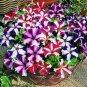 50 Pelleted Petunia Seeds Tango Mix Petunia Seeds Flower Seeds Garden
