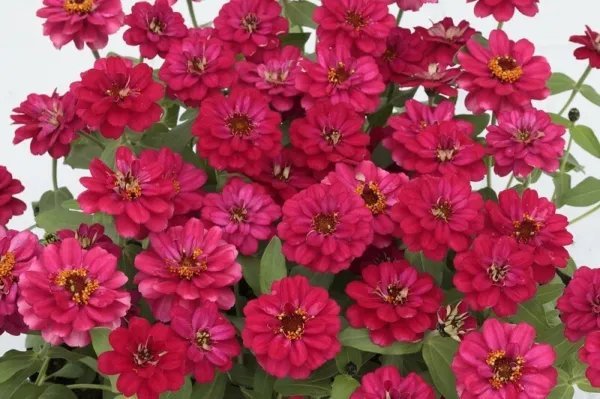 50 Zinnia Seeds Profusion Double Deep Hot Cherry Garden