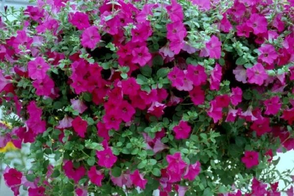 Bin 2R6D6 Petunia Seeds Tidal Wave Purple 25 Pelleted Seeds Flower Seeds Garden