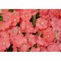 50 Pelleted Petunia Seeds Carpet Salmon Flower Seeds Garden