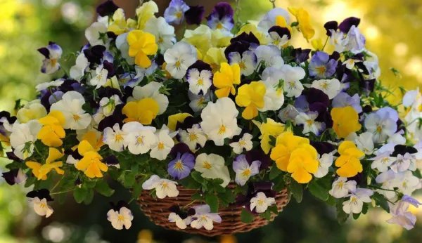 15 Pansy Seeds Cool Wave Mix Trailing Pansy (Hanging Pansy) Garden