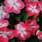 50 Impatiens Seeds Super Elfin Xp Red Starburst Flower Seeds Impatiens Seeds Garden