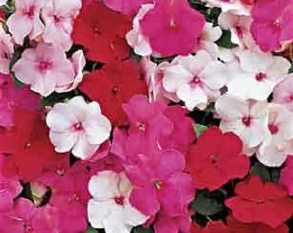 50 Impatiens Seeds Accent Peppermint Mix Impatiens Seeds Garden