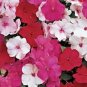 50 Impatiens Seeds Accent Peppermint Mix Impatiens Seeds Garden