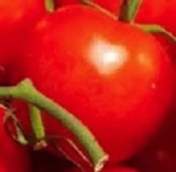 200 Tomato Seeds Moscow Vr Tomato Seeds Starts Nursery Garden