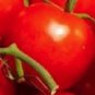 200 Tomato Seeds Moscow Vr Tomato Seeds Starts Nursery Garden