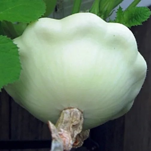 Squash Seeds 100 Early White Scallop Bush Squash Seeds Garden
