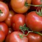 Tomato Seeds 500 Ace 55 Vf 80 Days Garden