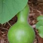 Mpb 5 Gourd Seeds Birdhouse Gourd 25 Seeds Seeds Garden