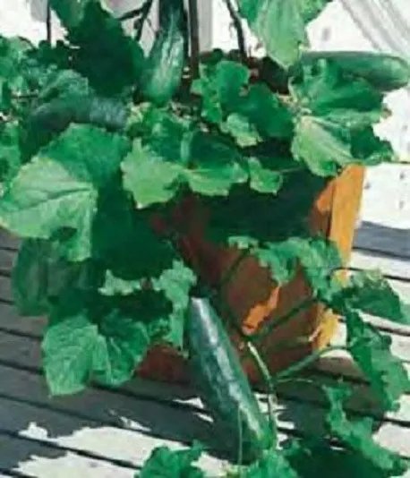 Cucumber Seeds 300 Spacemaster 80 Vegetable Seeds Garden