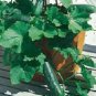 Cucumber Seeds 300 Spacemaster 80 Vegetable Seeds Garden