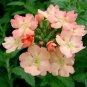 Verbena Seeds Peaches And Cream 50 Seeds Flowers Garden
