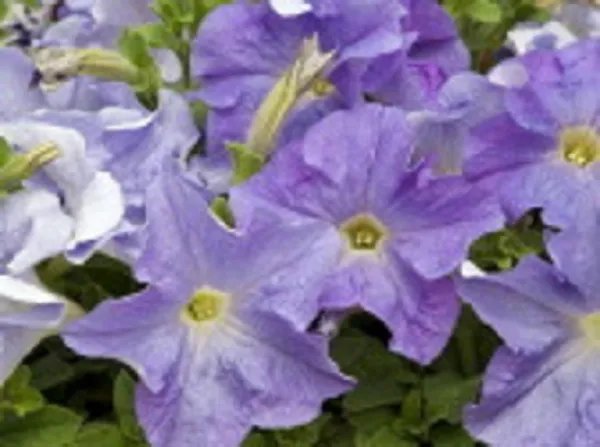 50 Pelleted Seeds Aladdin Sky Blue Petunia Seeds Garden