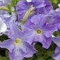 50 Pelleted Seeds Aladdin Sky Blue Petunia Seeds Garden