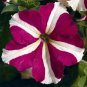 50 Petunia Seeds Pelleted Petunia Celebrity Rose Star Seeds Garden