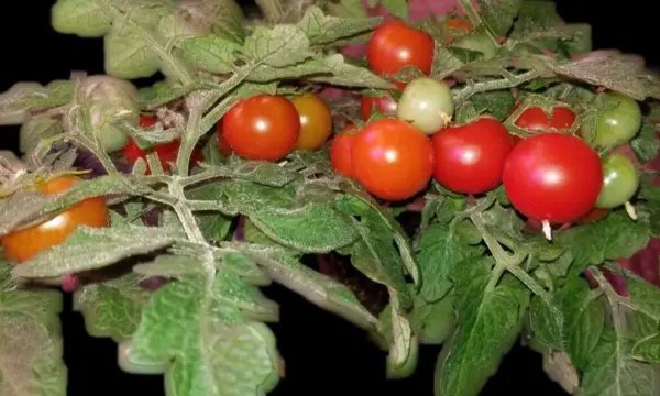 Snegirjok Micro Dwarf Tomato 12 Seeds Garden