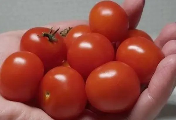 Regina Red Micro Dwarf Sweet Cherry Tomato Vegetable 12 Seeds Garden