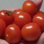 Regina Red Micro Dwarf Sweet Cherry Tomato Vegetable 12 Seeds Garden