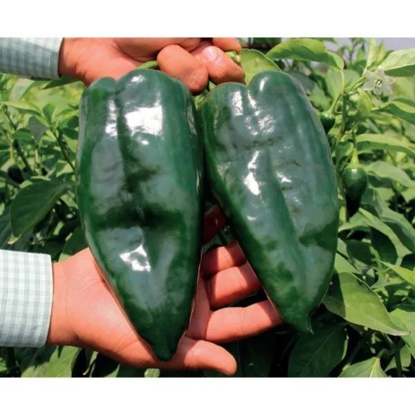 Ancho / Poblano Pepper Seeds Heirloom Non Gmo Garden