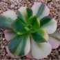 Echeveria 'Spectabilis' Rare Variegated Succulent Plant Garden