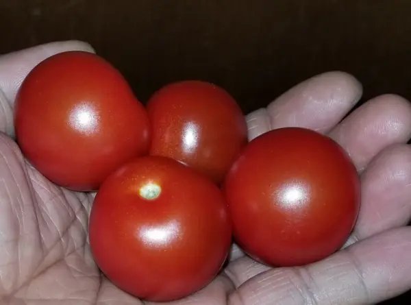 Christmas Tree Micro Dwarf Tomato Seeds Garden