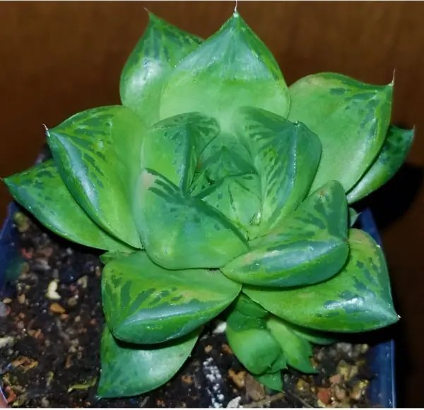 Haworthia Cuspidata Garden