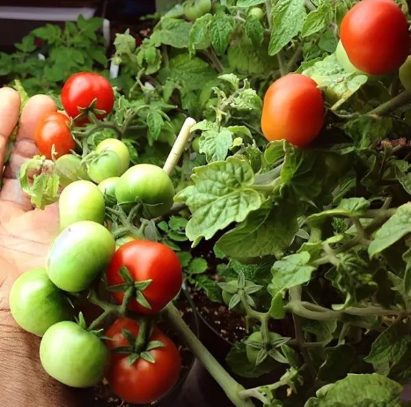 Chibikko Micro Dwarf Tomato Garden