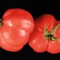 Rare Floradel Tomato 15 Seeds Non Gmo Heirloom Garden