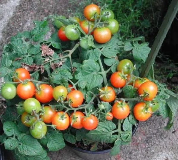 Pinocchio Orange Micro Dwarf Tomato 12 Seeds Garden