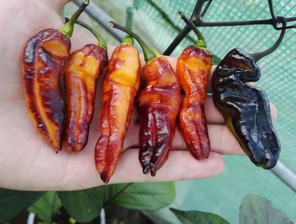 Black Phantom Orange Black Pepper 12 Seeds Garden