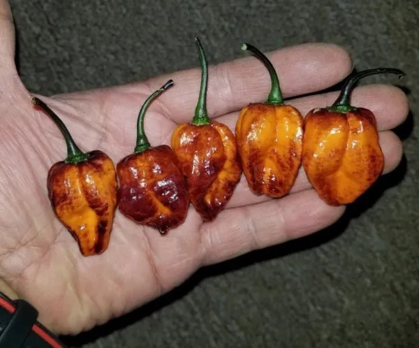 Pimenta Da Dog Pepper 12 Seeds Rare (2021) Garden