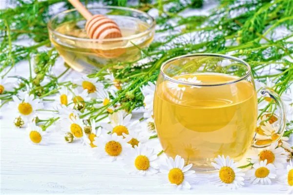 Chamomile 3500+ Seeds Teas + Medicine Garden