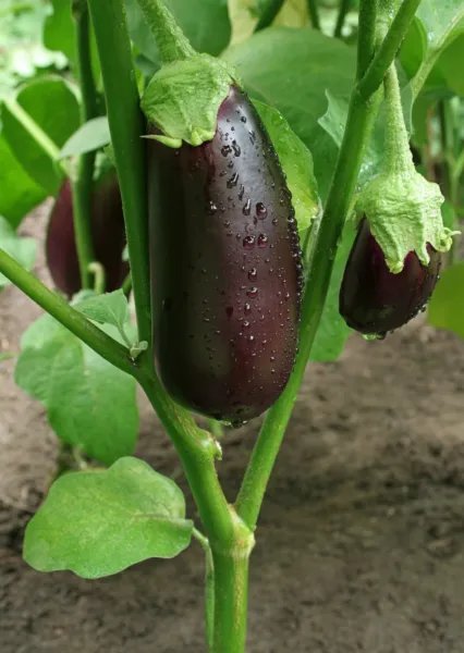 100 Seeds Organic Black Beauty Eggplant Season Seeds Usa Garden