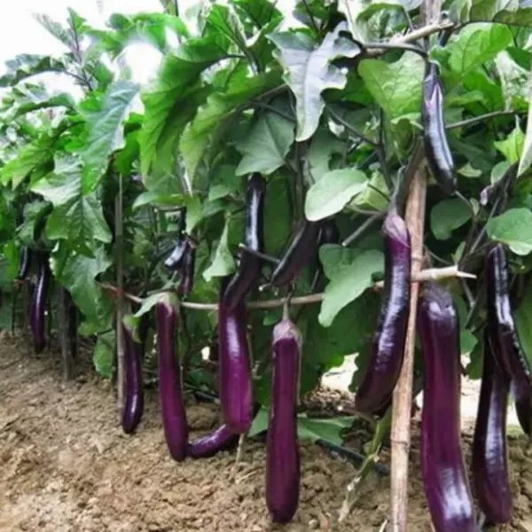 40 Seeds Long Purple Eggplant/Ichiban Japanese Eggplant Usa Garden