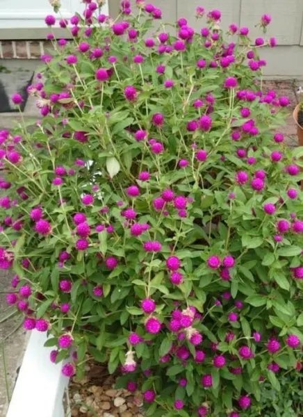 Purple Globe Amaranth/Easy To Grow Flower 50Seeds Garden