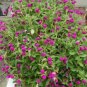 Purple Globe Amaranth/Easy To Grow Flower 50Seeds Garden