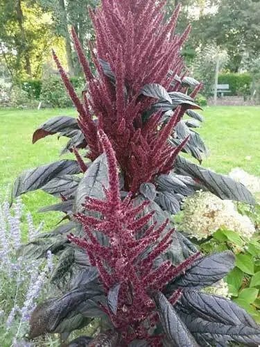 Amaranthus Pygmy Torch Purple Amaranth 50 Seeds Garden