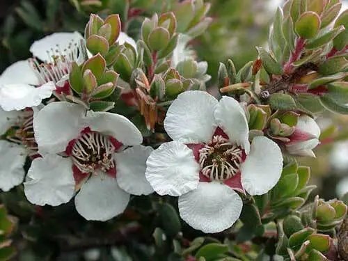 Leptospermum Lanigerum Silky Or Woolly Tea Tree 50 Seeds Garden