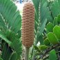 Zamia Furfuracea Cardboard Palm Green Plant Of Mystery 5 Seeds Garden