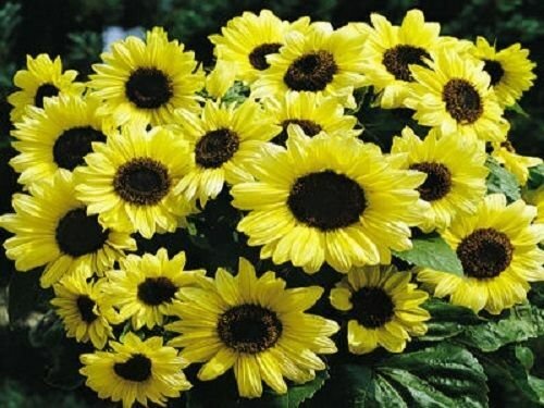 50 Seeds Heart Shaped Sunflowers Huge Sunflower R Fresh Garden
