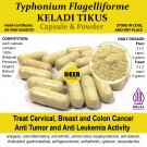 Premium 1 Pack @100 Caps Typhonium Flagelliforme (Keladi Tikus) Leuk3mia, Cervical, Colon C4nc3r