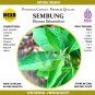 Blumea Balsamifera (Daun Sembung) 100 Caps Premium- Anti Inflamantory, Microbial, Plasmodial