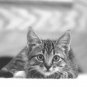'Pouncer' 8" x 12" print