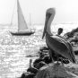 'Pelican' 8" x 12" print