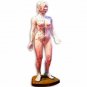 HUMAN ANATOMY MODEL - Acupuncture Model - Female Full Body 48cm